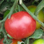 Tomate-rose-de-Berne-150x150