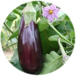 aubergine-de-toulouse-1-1-150x150