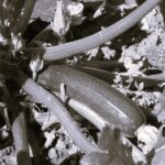 Courgette des Maraichers- Indisponible