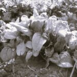 Epinard Butterflay- Indisponible