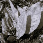 Oseille- Indisponible