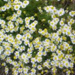 Camomille Matricaire