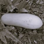 Courgette Blanche de Virginie- Indisponible