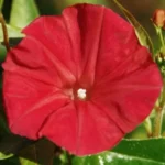 Ipomée Scarlet