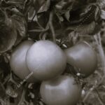 Tomate Kaki Coing- Indisponible