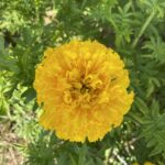 Rose d'Inde Mary Helen