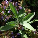 Sauge Officinale