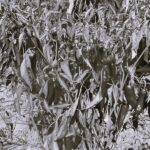 Piment Sucette de Provence - Indisponible