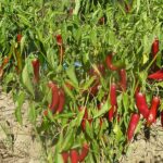 Piment Sucette de Provence