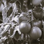 Tomate Saint Pierre - Indisponible