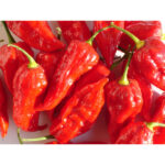 Piment Habanero