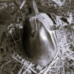 Aubergine Violette de Florence - Indisponible