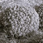 Basilic Aristotle - Indisponible