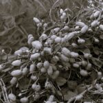 Cacahuete - Indisponible