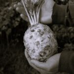 Celeri Rave - Indisponible