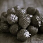 Fraise Cirafine - Indisponible