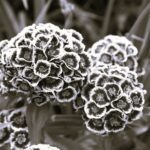 Oeillet des Poetes - Indisponible