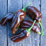 Poivron Doux Chocolat