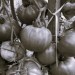 Tomate Brandywine - Indisponible