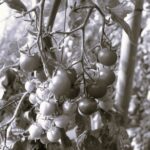 Tomate Cerise Rouge - Indisponible