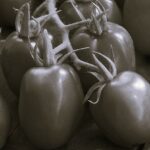 Tomate Roma - Indisponible